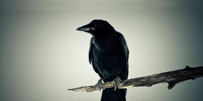 Crow